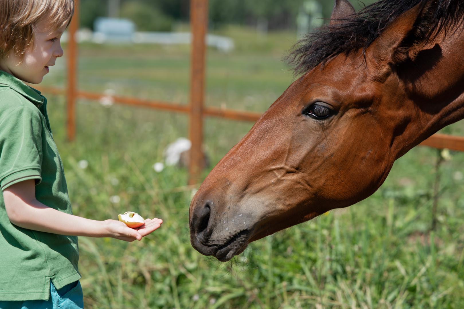 The Benefits Of Hippotherapy For The Autistic Population