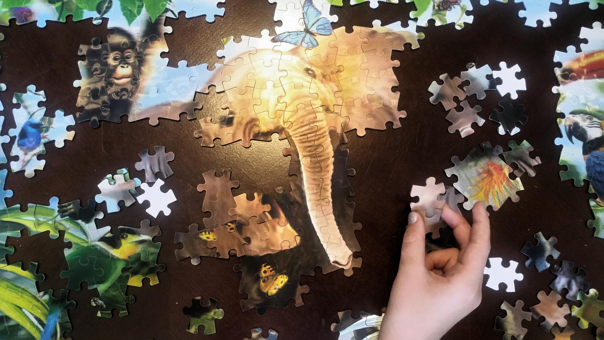 El Elefante y El Autismo (Autism and the Elephant)